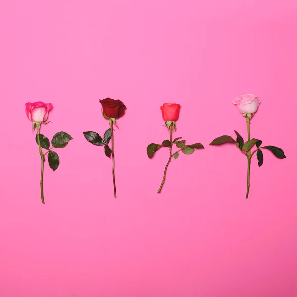 Quattro rose su sfondo rosa pastello - Trendy minimal flat lay c — Foto Stock