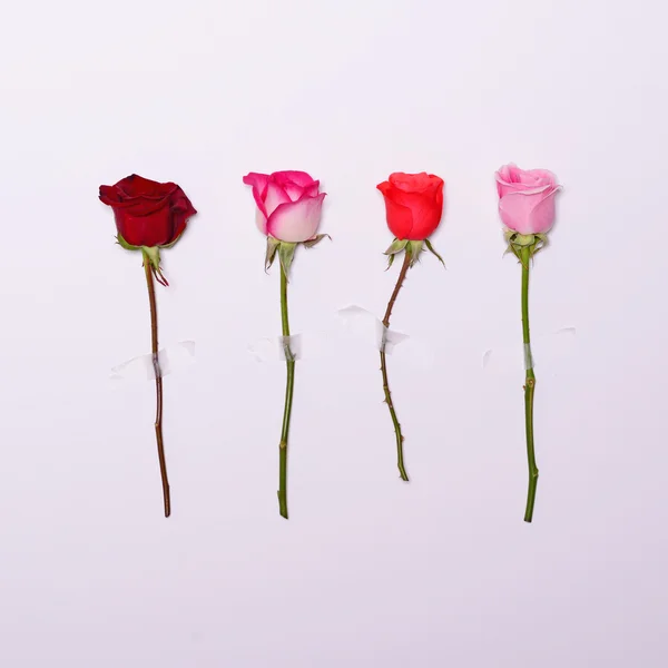 Cuatro rosas grabadas sobre fondo blanco - Concepto de puesta plana mínima —  Fotos de Stock