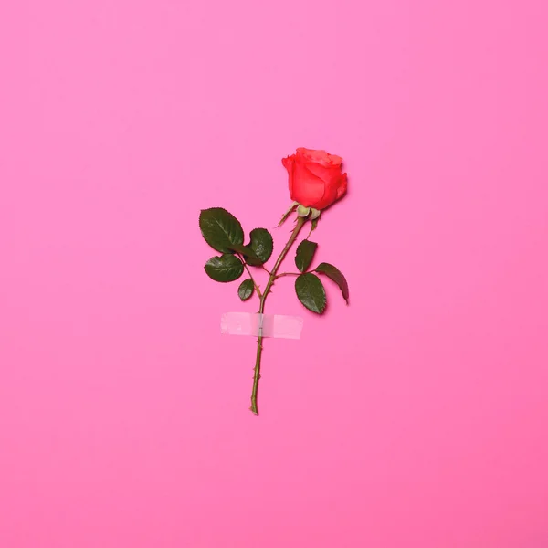 신선한 꽃 장미 핑크 파스텔 배경-최소 fla에 녹화 — 스톡 사진