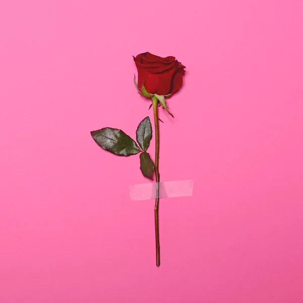 Flor fresca rosa gravado no fundo pastel rosa - Fla mínima — Fotografia de Stock