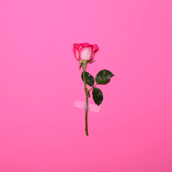 Verse bloemen roze geplakt op roze pastel achtergrond - minimale fla — Stockfoto