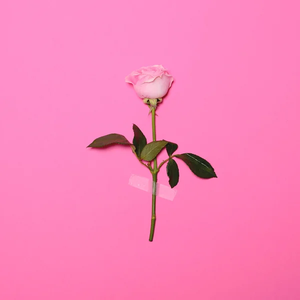 Verse bloemen roze geplakt op roze pastel achtergrond - minimale fla — Stockfoto