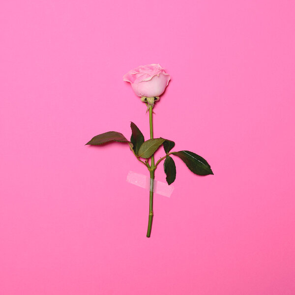 Fresh flower rose taped on pink pastel background - Minimal flat lay concept