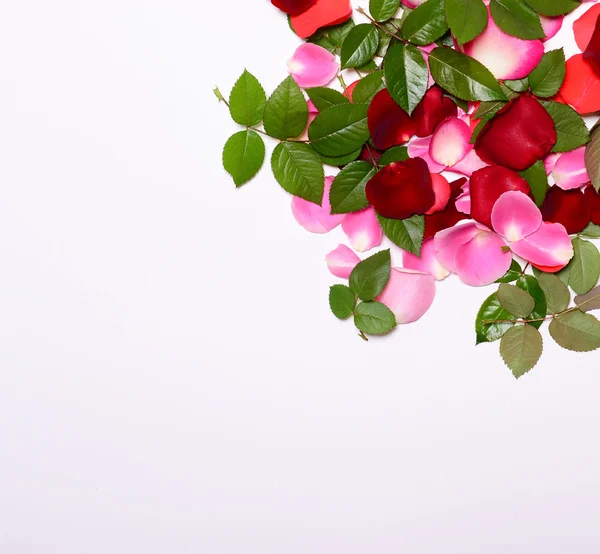 Groep van kleurrijke rozenblaadjes en bladeren op een witte achtergrond - T — Stockfoto