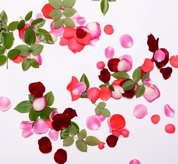 Groep van kleurrijke rozenblaadjes en bladeren op een witte achtergrond - T — Stockfoto
