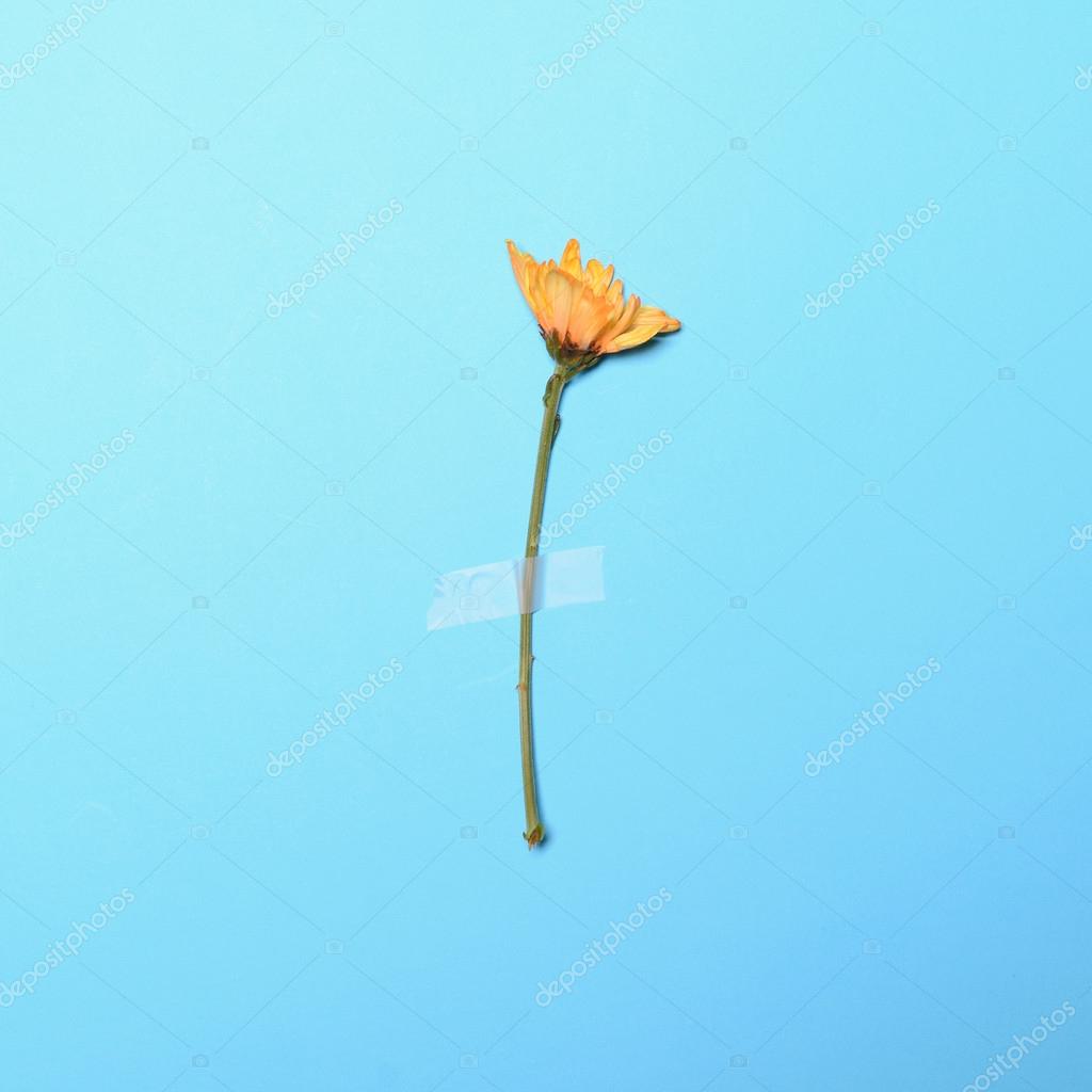 Fresh yellow flower taped on blue pastel background