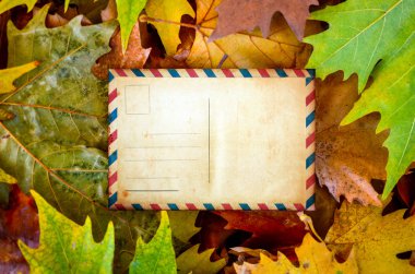 akçaağaç yaprakları ile boş kartpostal