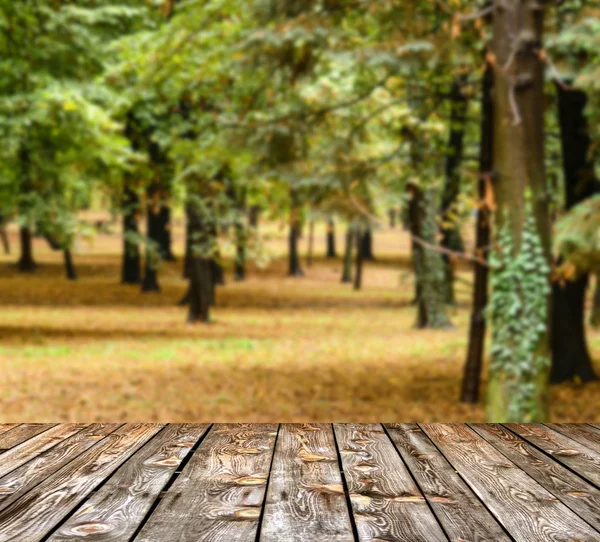 Bosque de otoño con suelo de madera y tablones — Foto de Stock