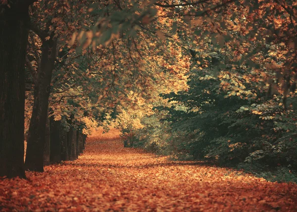 Prachtig dromerige herfst bos — Stockfoto