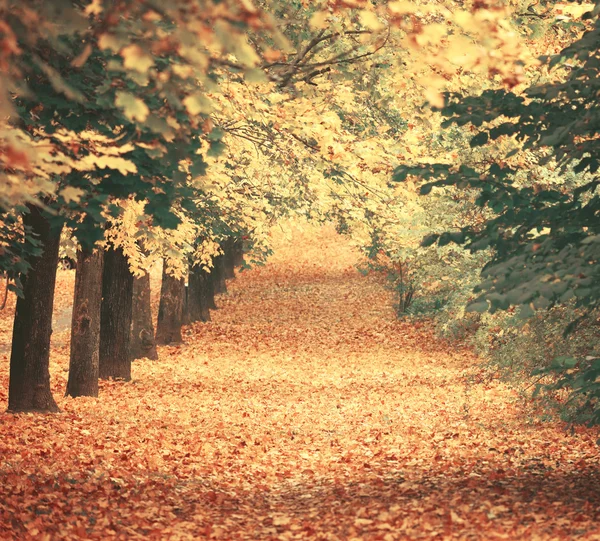Schöner verträumter Herbstwald mit Wanderweg — Stockfoto