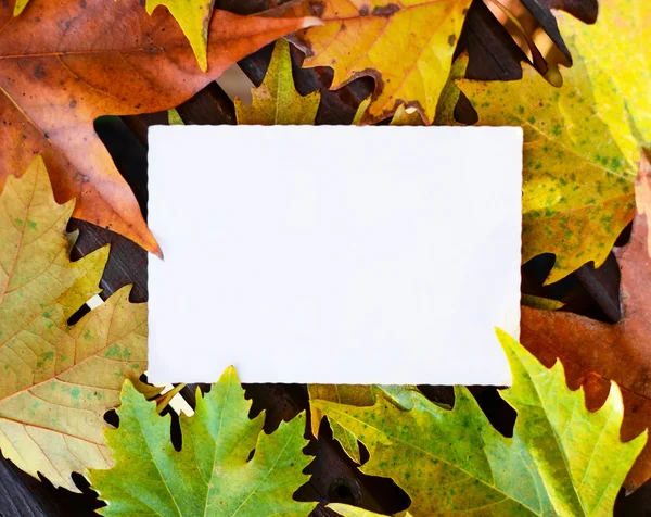 Cartão postal vazio no fundo de folhas de bordo de outono — Fotografia de Stock