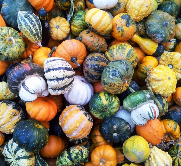 Decoratieve herfst pompoenen achtergrond — Stockfoto