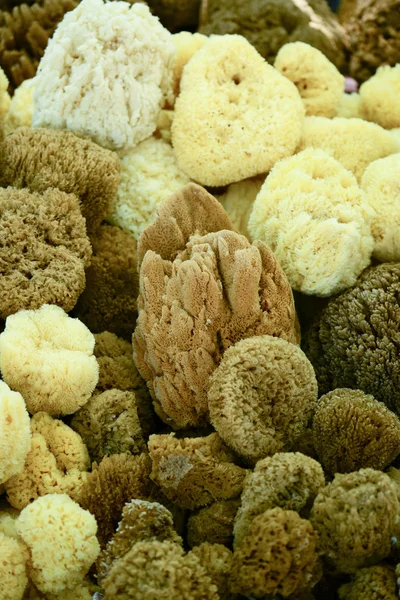 Closeup of a natural sponges — Stock Photo, Image