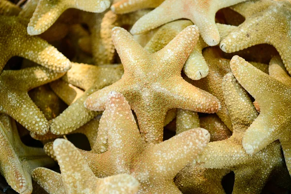 Mucchio di stelle marine — Foto Stock