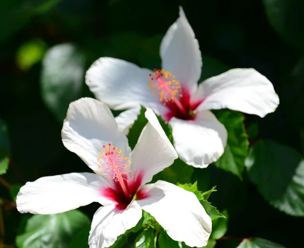 Біла квітка гибискуса — стокове фото