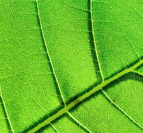 Макро-кадр из листьев — стоковое фото