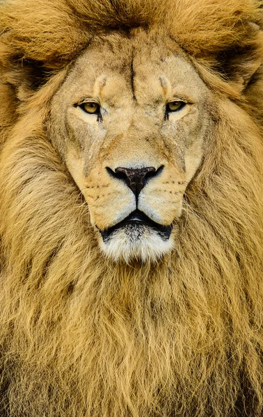 Portrait of huge beautiful male African lion — Stock Photo, Image