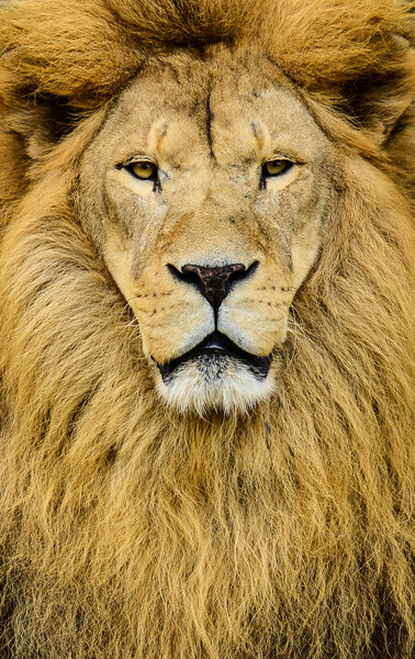 Portrait of huge beautiful male African lion