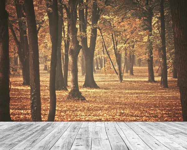 Schöner Herbstwald mit Holzboden — Stockfoto