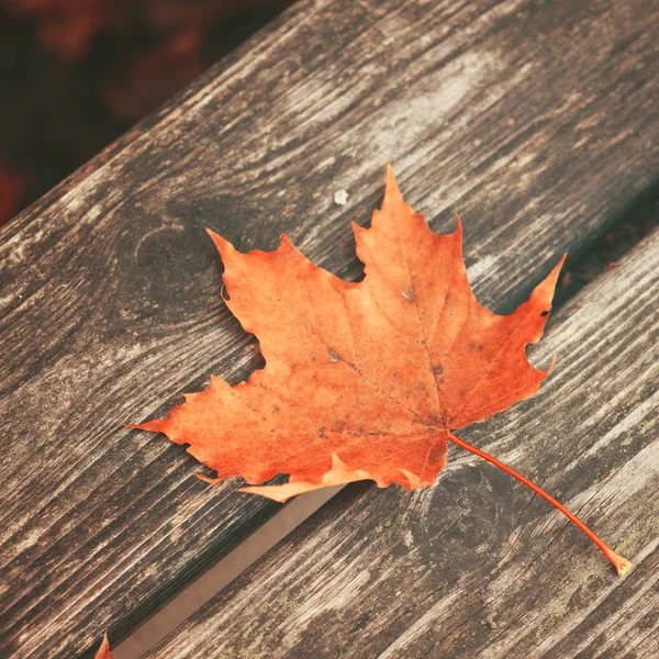 秋天的叶子在木凳上，在公园 — 图库照片