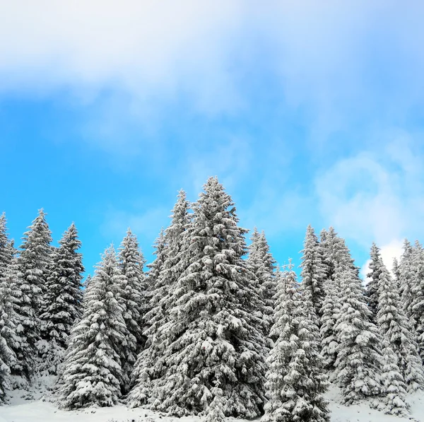 Όμορφο τοπίο χειμερινό δάσος — Φωτογραφία Αρχείου