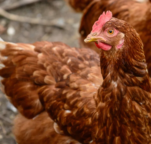 Brown chicken — Stock Photo, Image