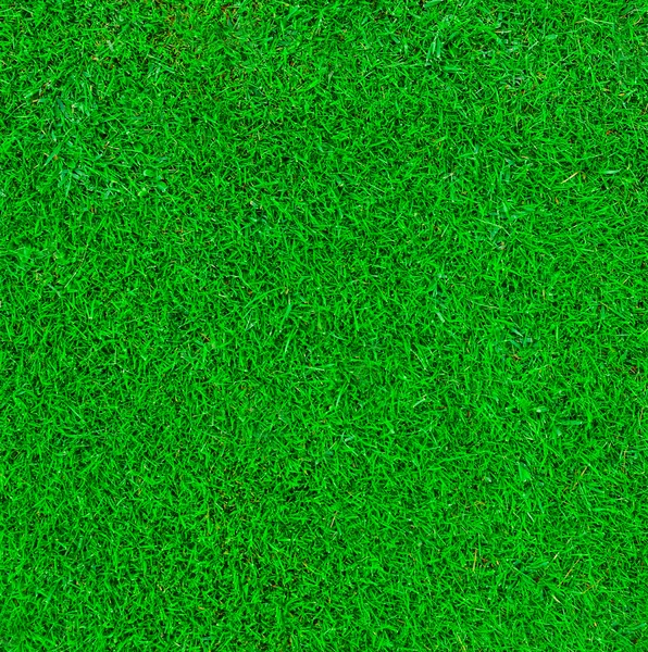 Green grass background — Stock Photo, Image