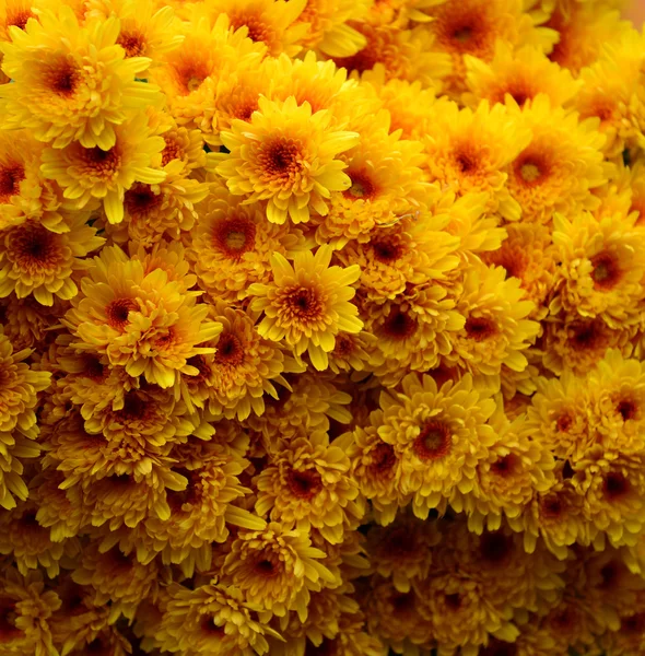 노란 꽃 배경 — 스톡 사진