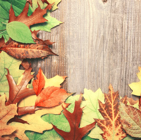 Autumn leaves over wooden background — Stock Photo, Image