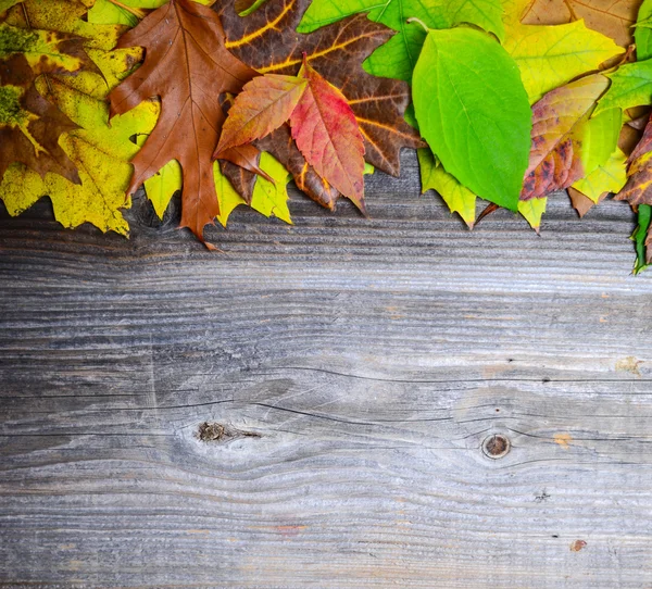 Autumn leaves over wooden background — Stock Photo, Image