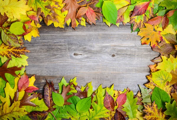 Perfecte herfstbladeren achtergrond van veelkleurige herfst gemaakt m — Stockfoto