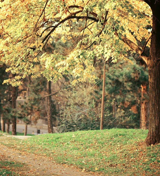 Herfstbos — Stockfoto