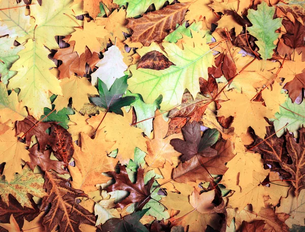 Fondo colorido y brillante hecho de hojas de otoño caídas —  Fotos de Stock