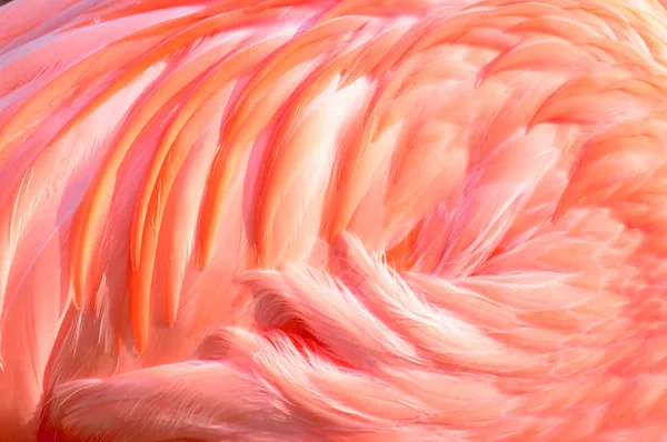 Flamant rose belle texture de plumes — Photo