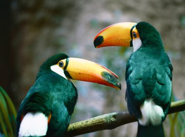 Bir dal üzerinde oturan toucan (Ramphastos toco) çift