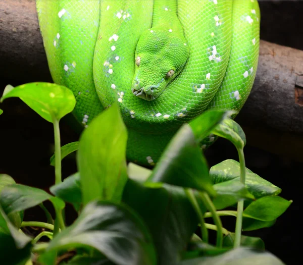 Zelený strom Pythonu — Stock fotografie