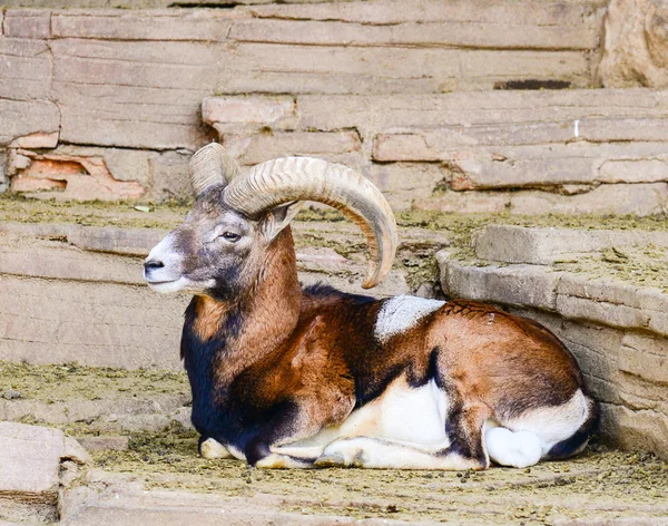 Bélier reposant sur des rochers — Photo