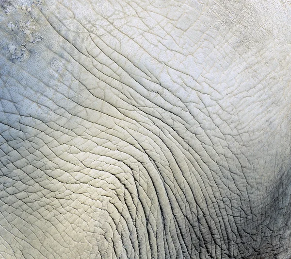 Rhinoceros texture della pelle — Foto Stock