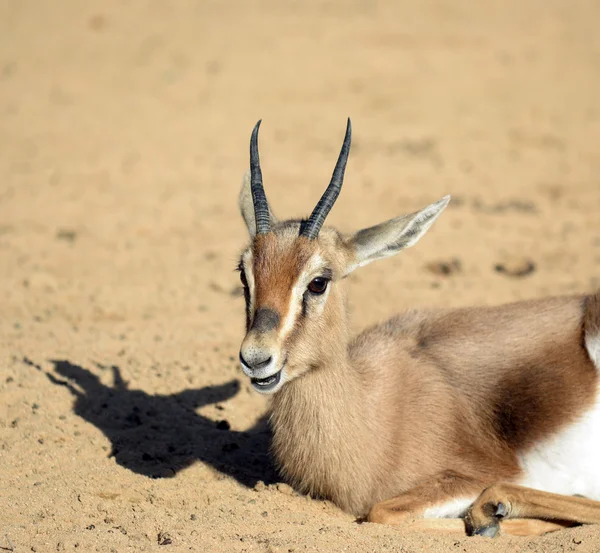 Jovem gazela descansando — Fotografia de Stock