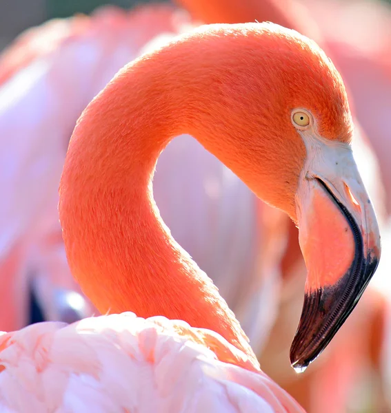 Magnifique portrait d'oiseau Flamingo — Photo