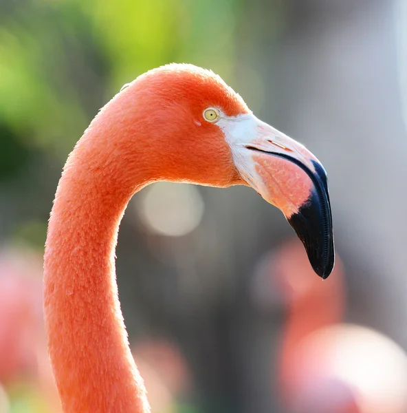 美しいフラミンゴ鳥の肖像画 — ストック写真