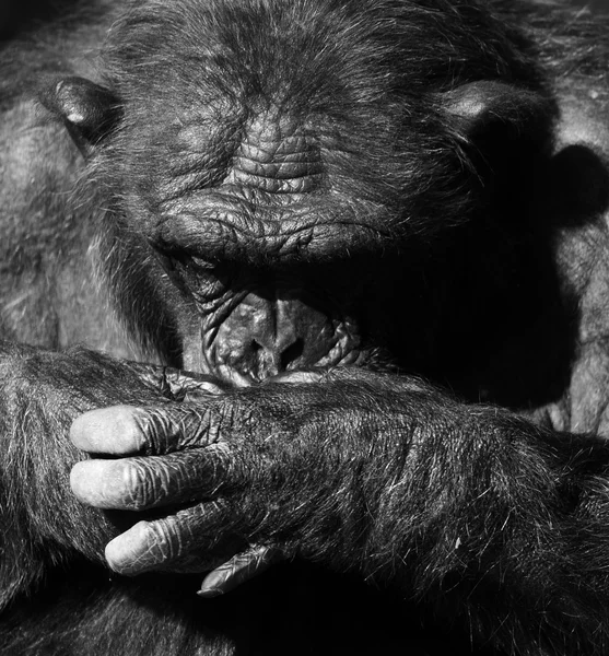 Chimpanzee monochrome portrait — Stock Photo, Image