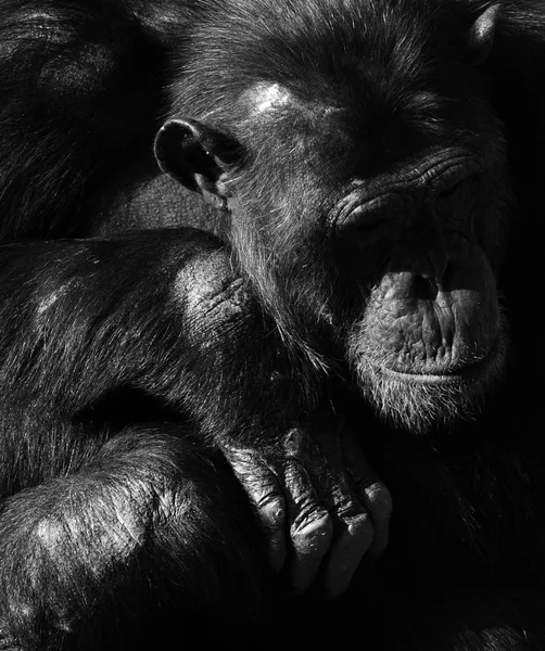 Černobílý portrét šimpanz — Stock fotografie
