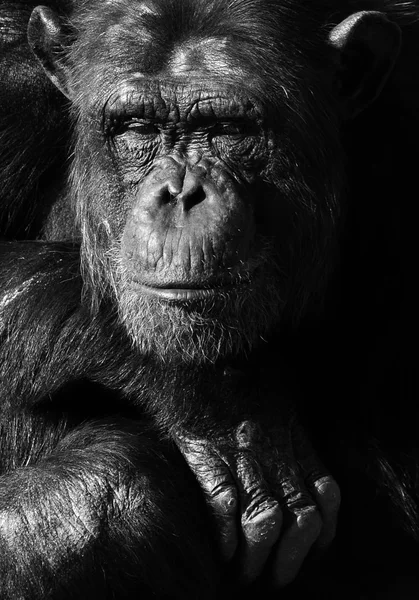 Chimpanzee monochrome portrait — Stock Photo, Image