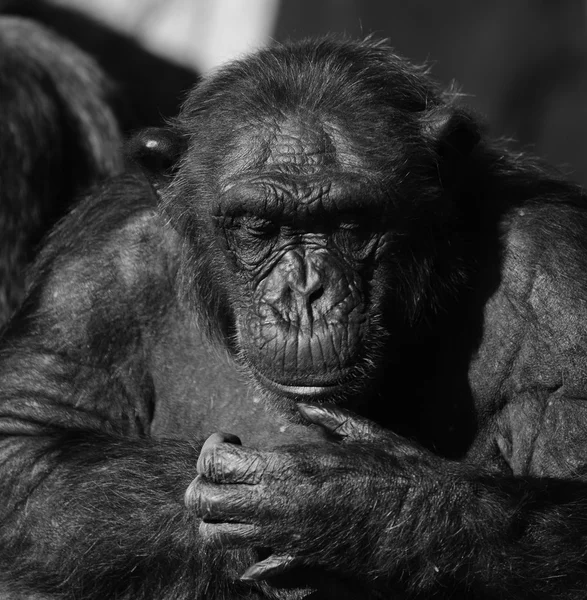 Retrato monocromo de chimpancé — Foto de Stock