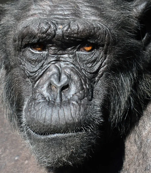 Chimpansee portret — Stockfoto