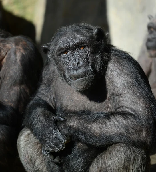 Scimpanzé — Foto Stock