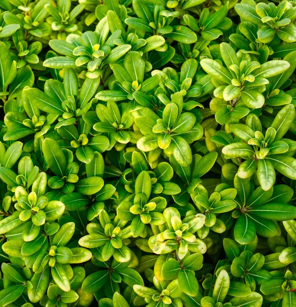 Fundo de folha verde — Fotografia de Stock