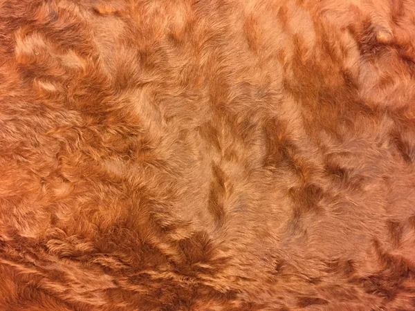 Natural brown cow fur background — Stock Photo, Image