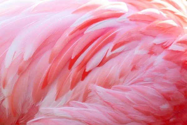 Flamingo güzel tüyleri doku — Stok fotoğraf